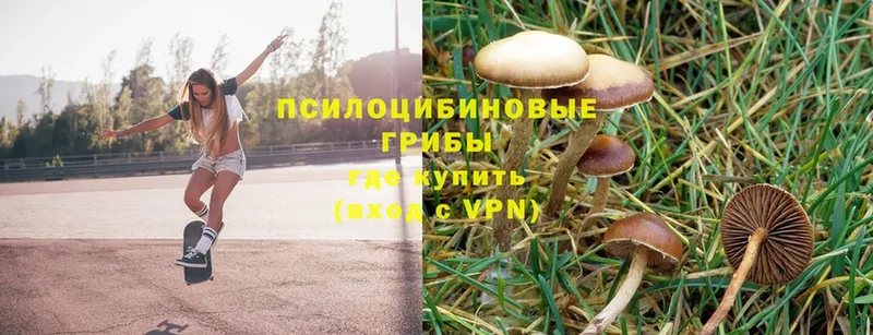 блэк спрут ссылка  Аргун  Галлюциногенные грибы MAGIC MUSHROOMS 